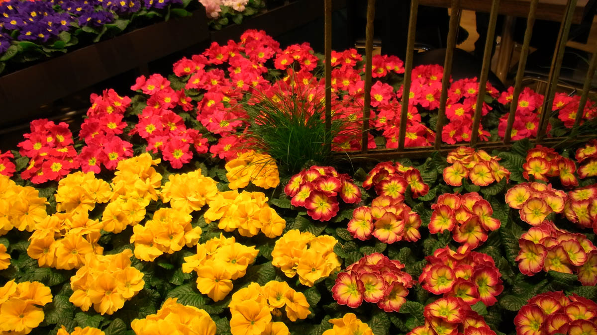 Priemeln In Farbvarianten