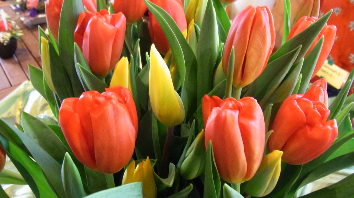 Tulpenstrauss
