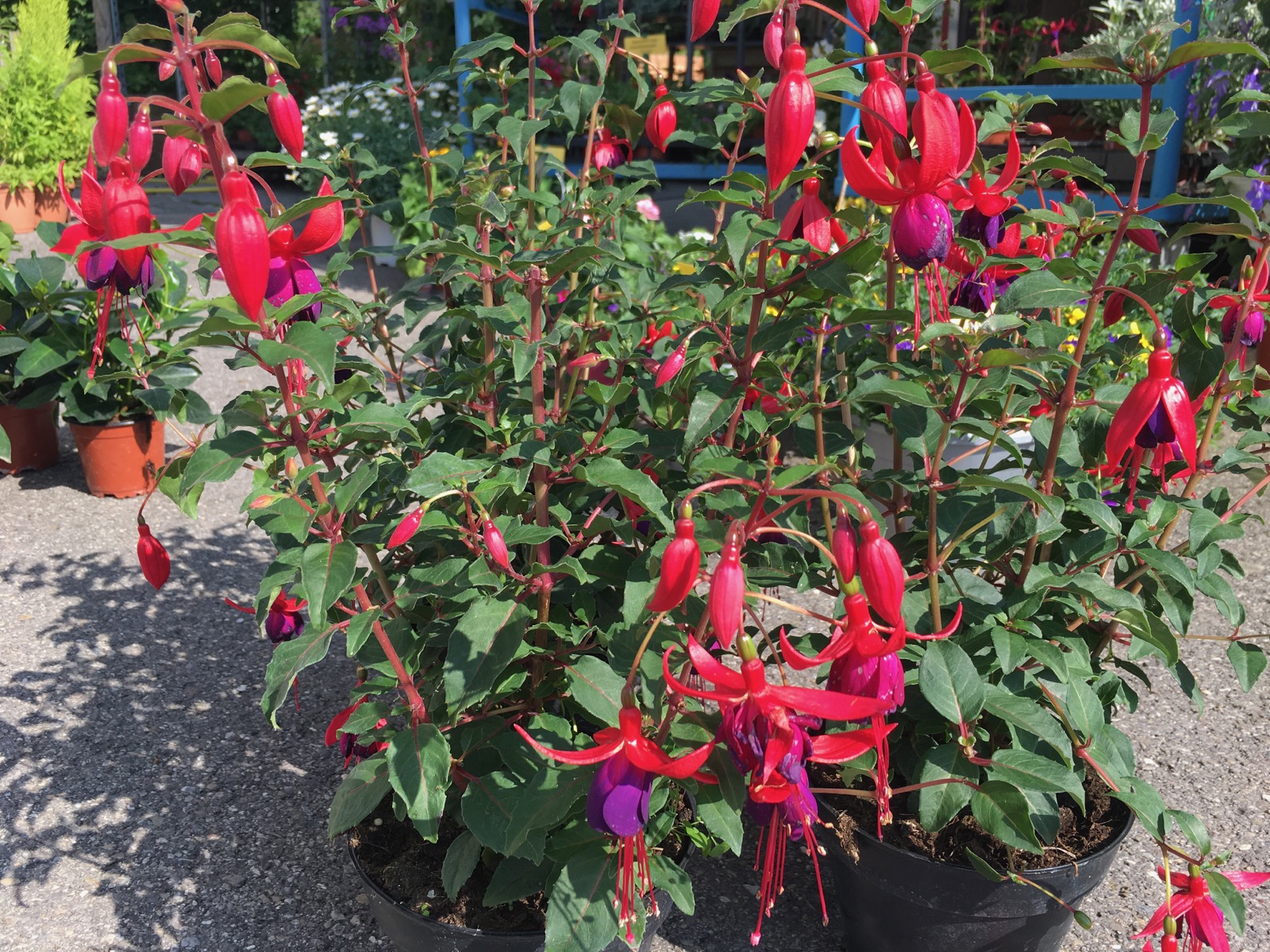 Fuchsien