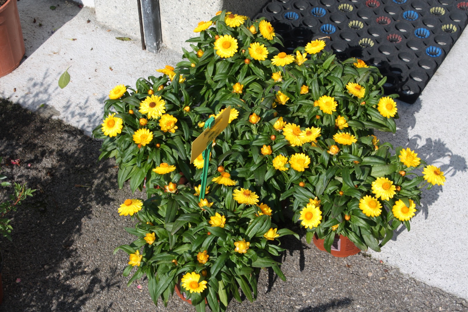Strohblumen