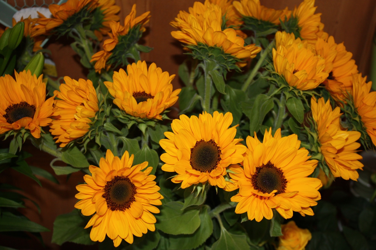 Sonnenblumen