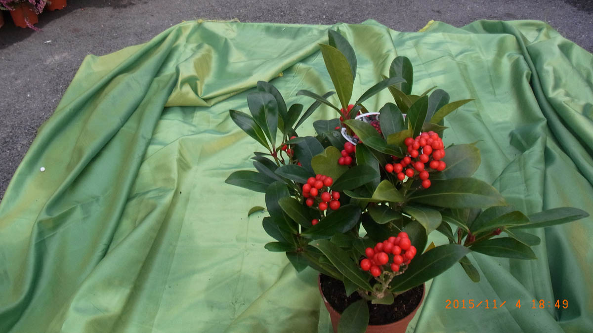 Beerenschmuck