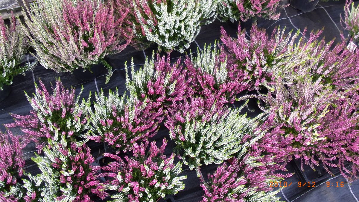 Calluna Trios