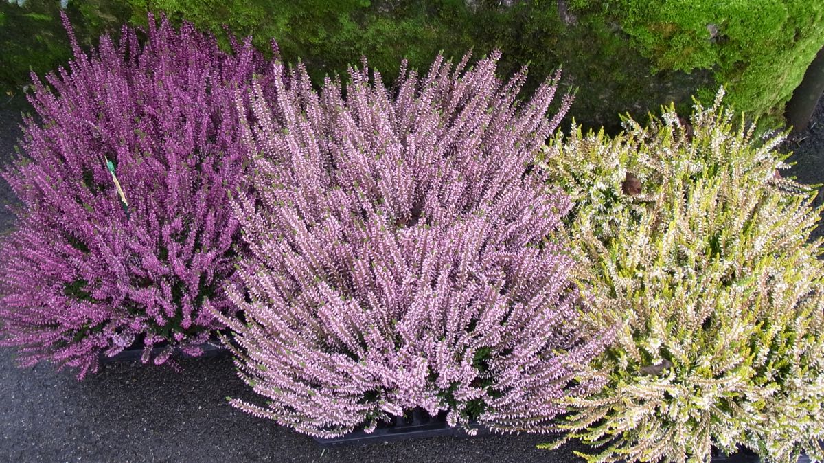 Calluna Lilarosaweiss