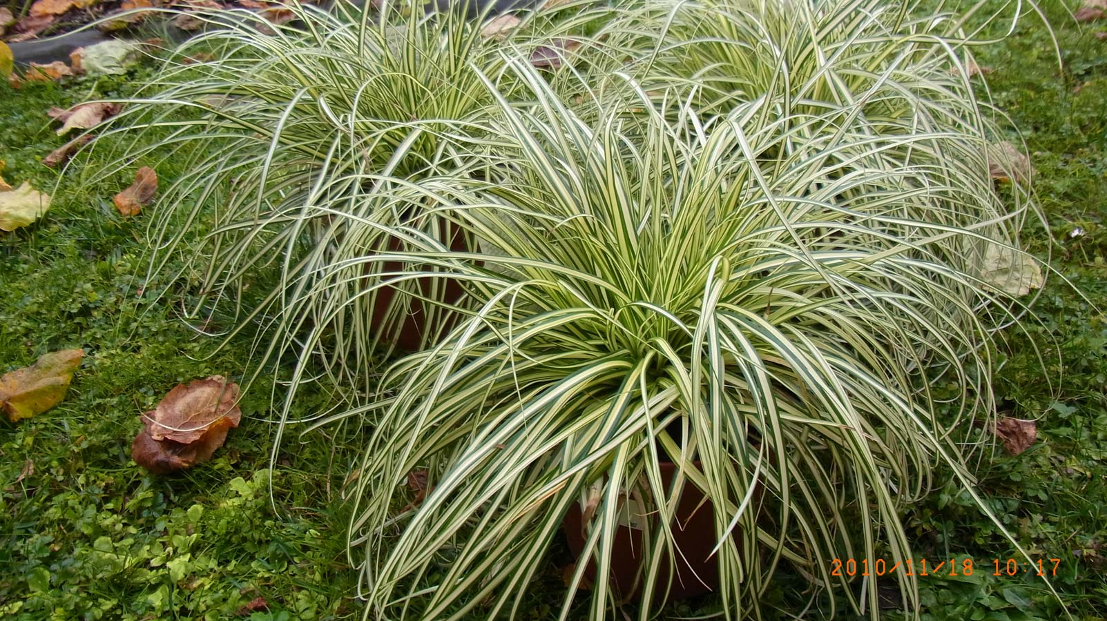 Carex Oshimensis
