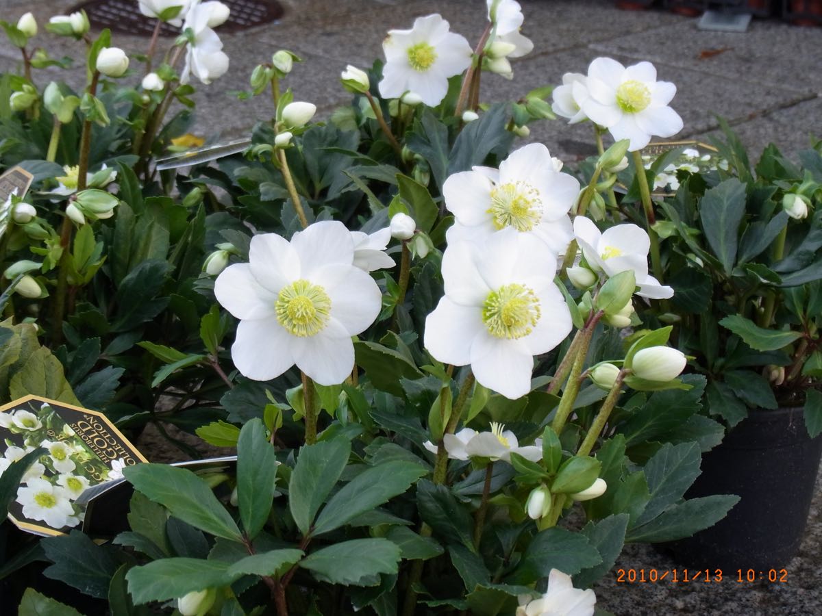 Christrose In Diversen Groessen
