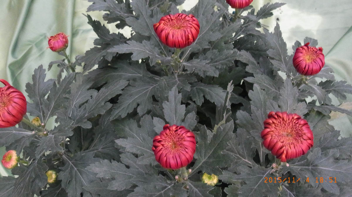 Chrysanthemen
