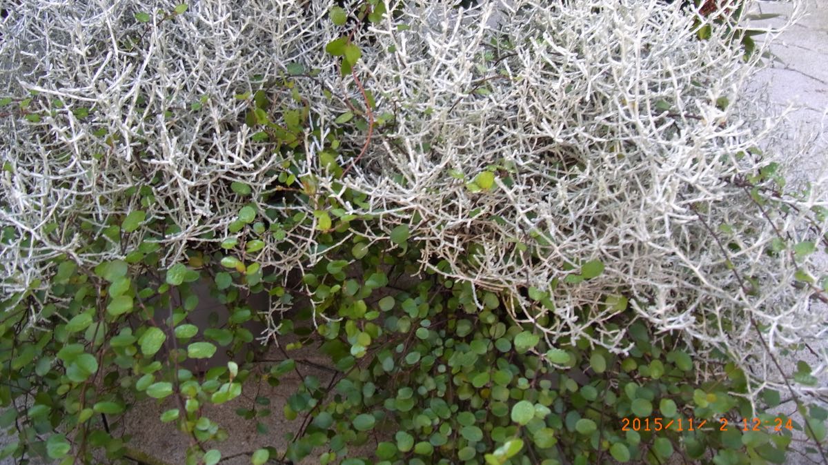 MueKa Muehlenbeckia Caleocephalus