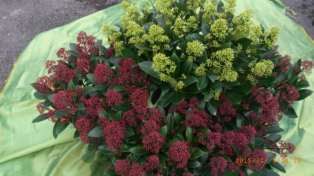 Skimmia Rot Und Weiss