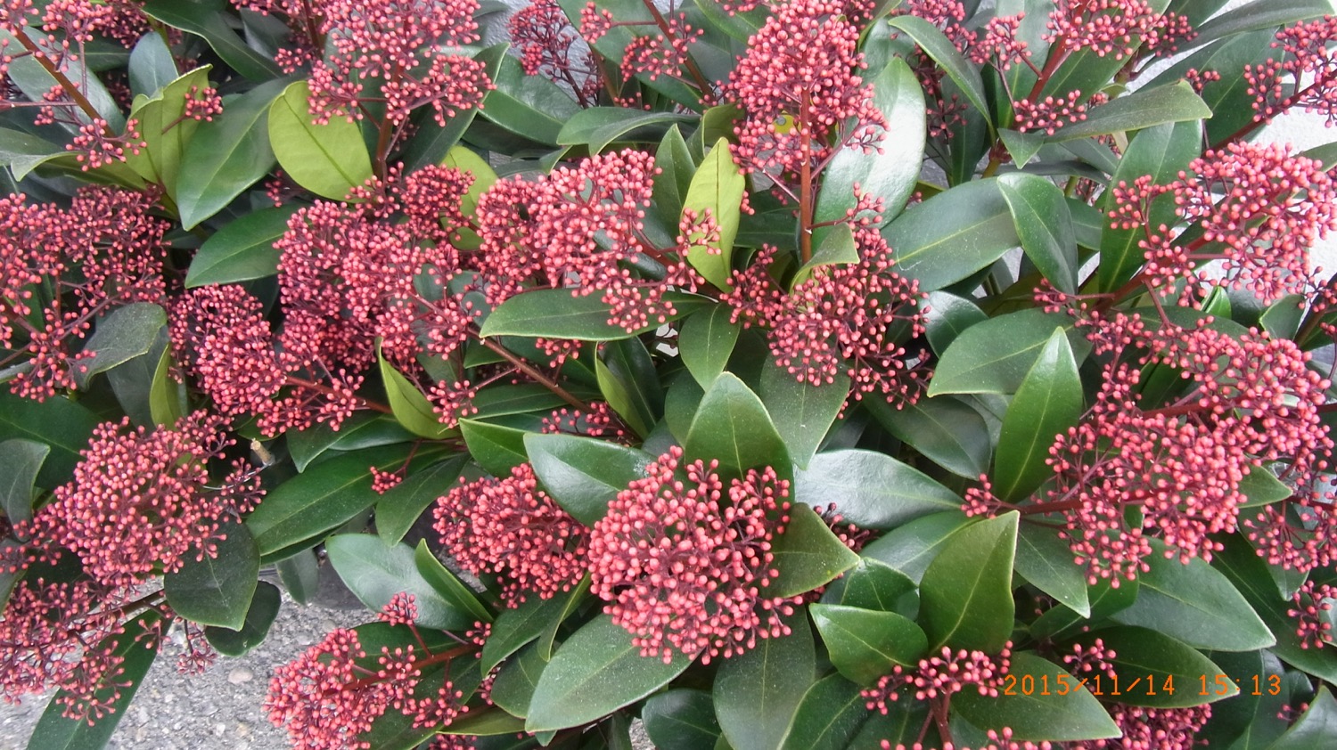 Skimmia Rot