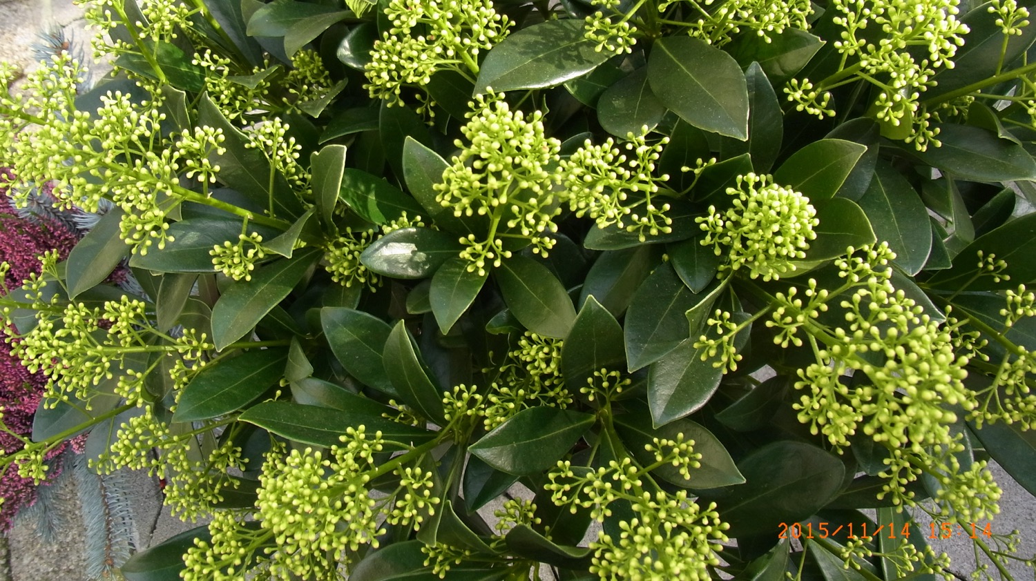 Skimmia Weiss