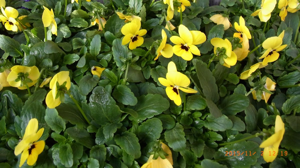 Viola Cornuta