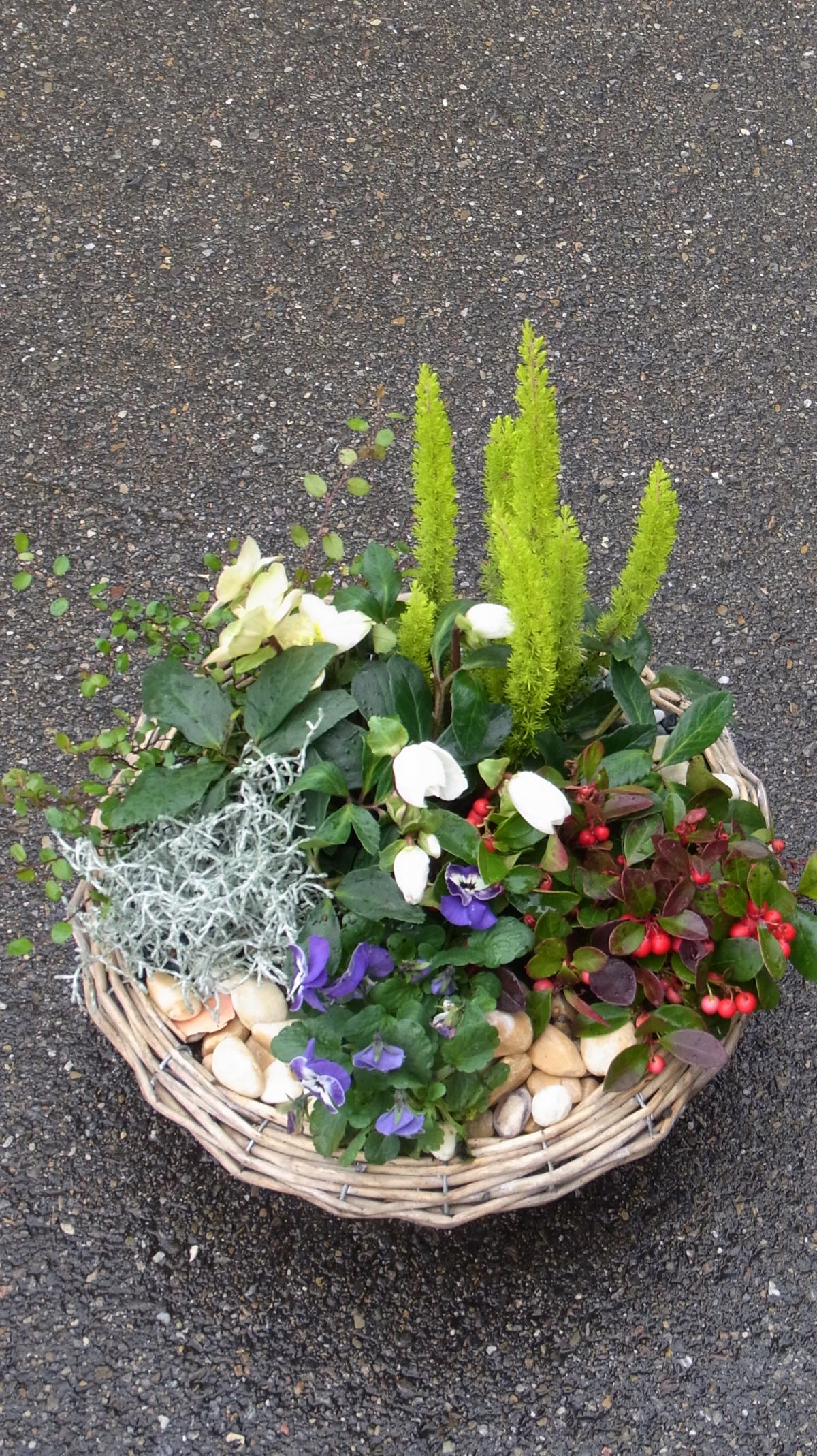 Winter Pflanzenarrangement