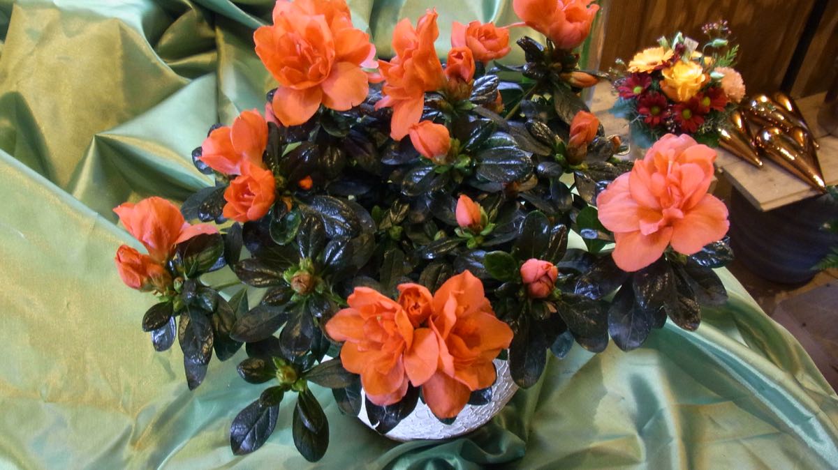 Azaleen In Div Groessen Und Farben