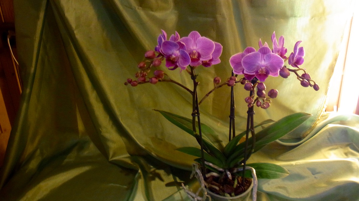 018 Schmetterlingsorchidee Kleinbluetig