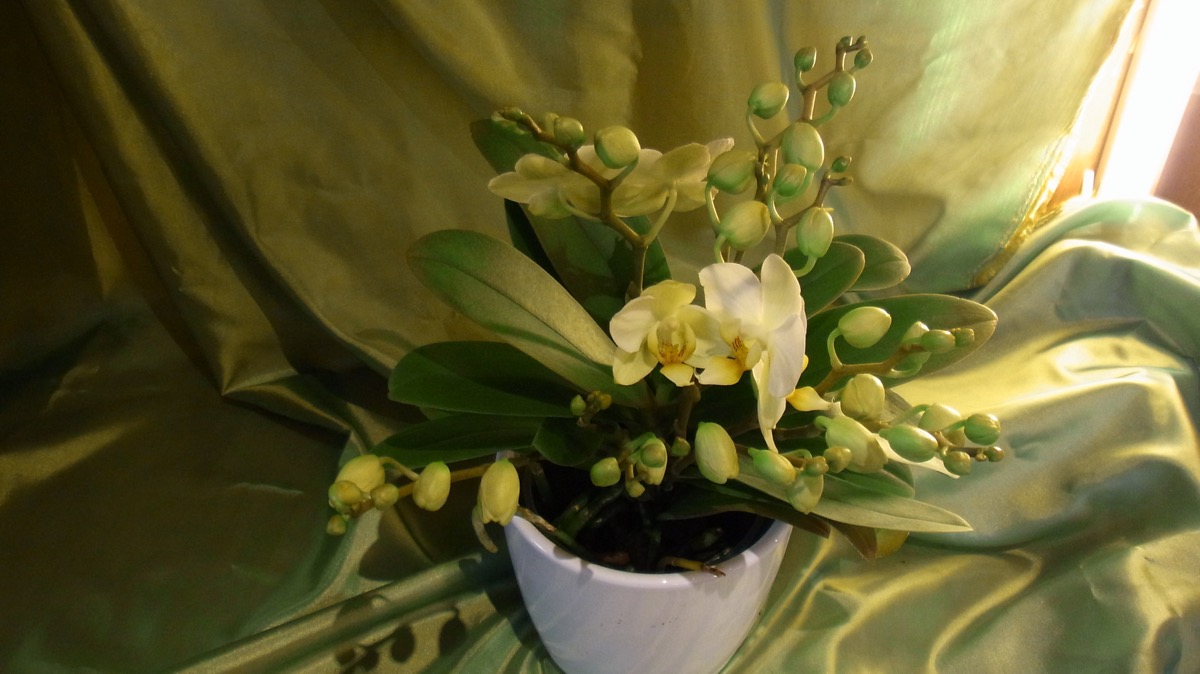 026 Schmetterlingsorchidee Leicht Haengend