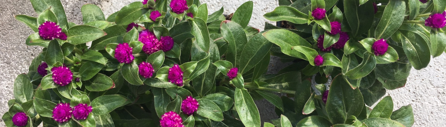 Atlasblume