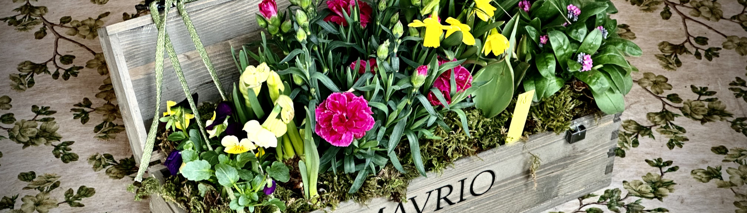 Bepflanzte Weinkiste