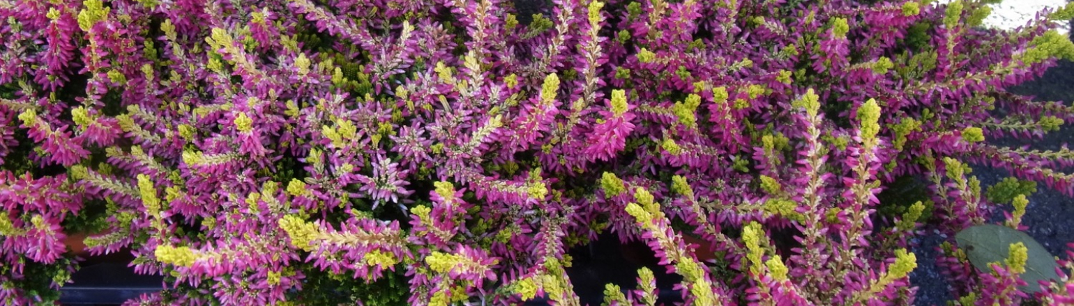 Calluna