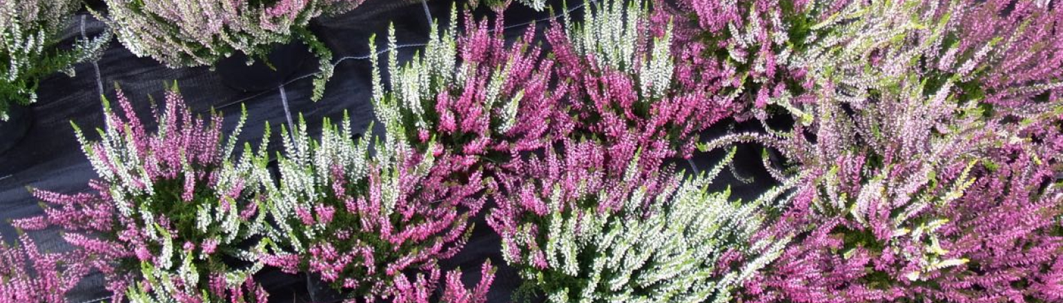Calluna Trios