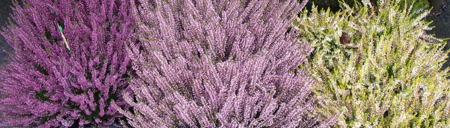Calluna Lilarosaweiss