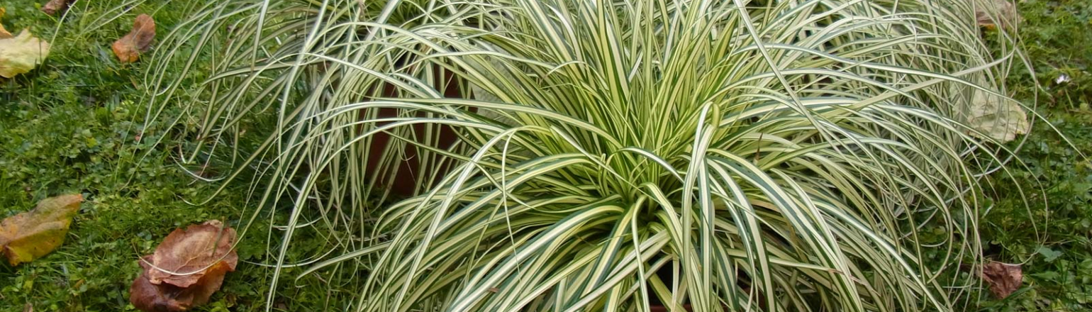 Carex Oshimensis
