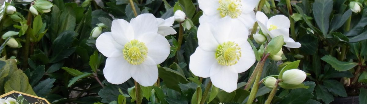 Christrose In Diversen Groessen