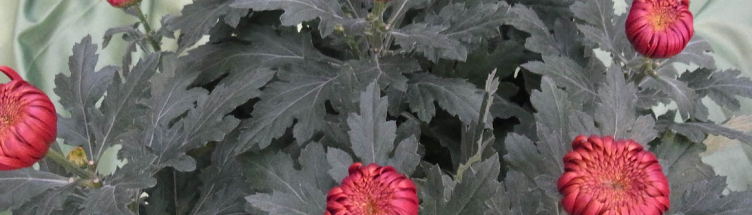 Chrysanthemen