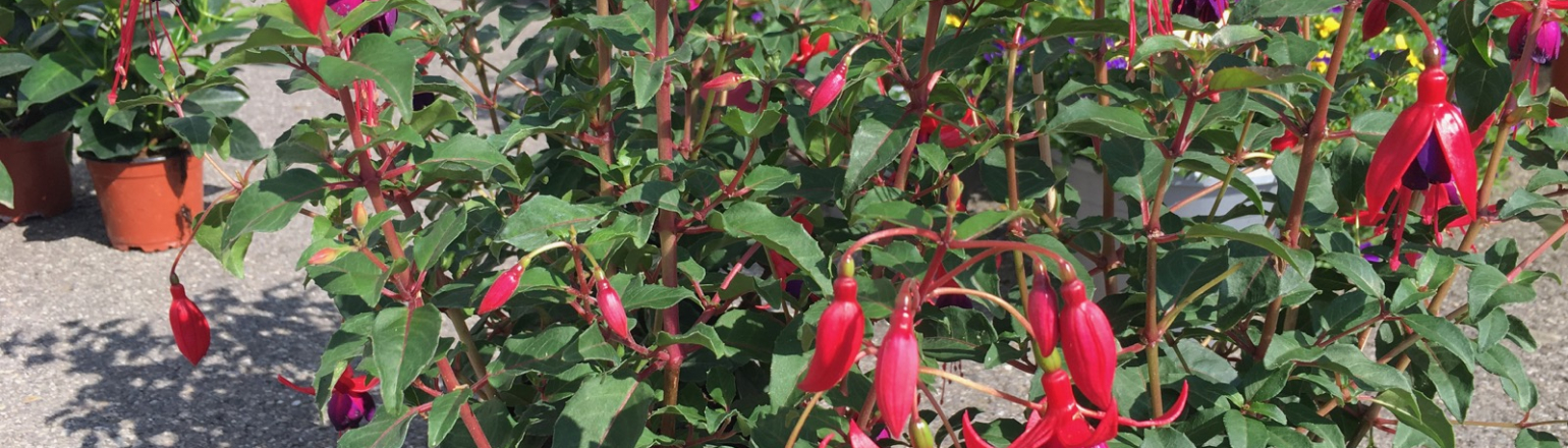 Fuchsien