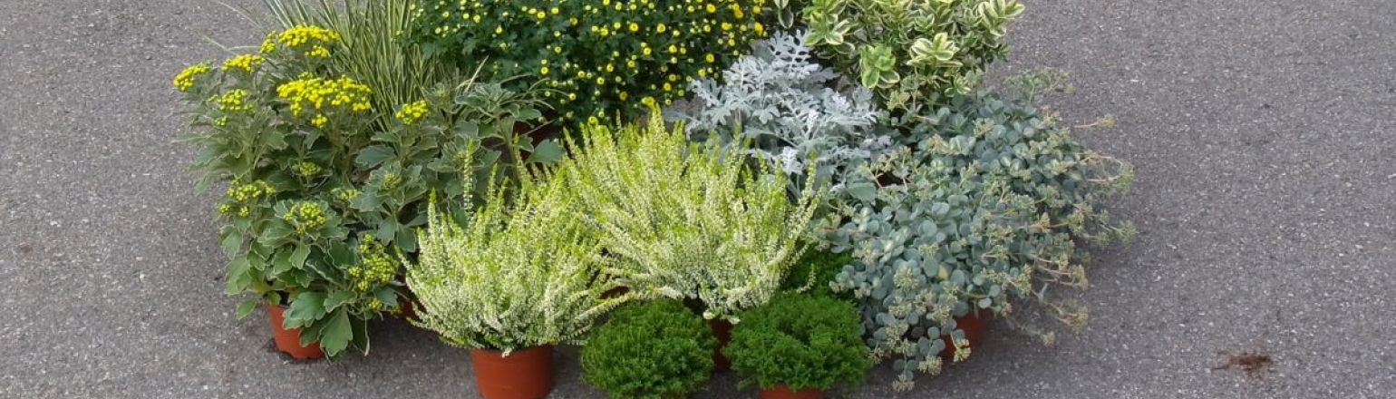 Herbstzauber 7