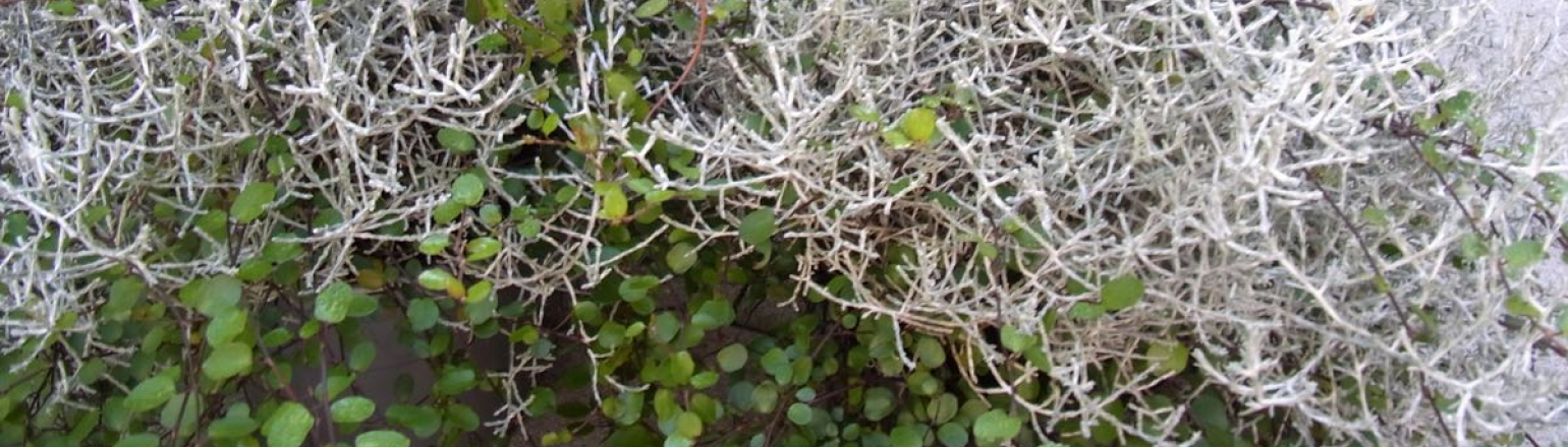 MueKa Muehlenbeckia Caleocephalus