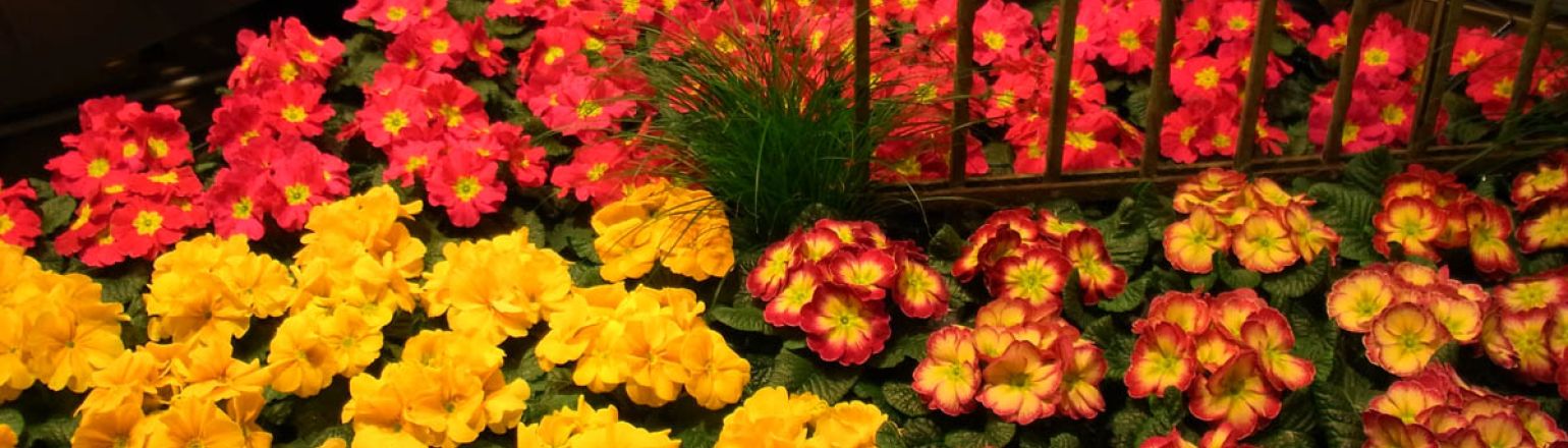 Priemeln In Farbvarianten