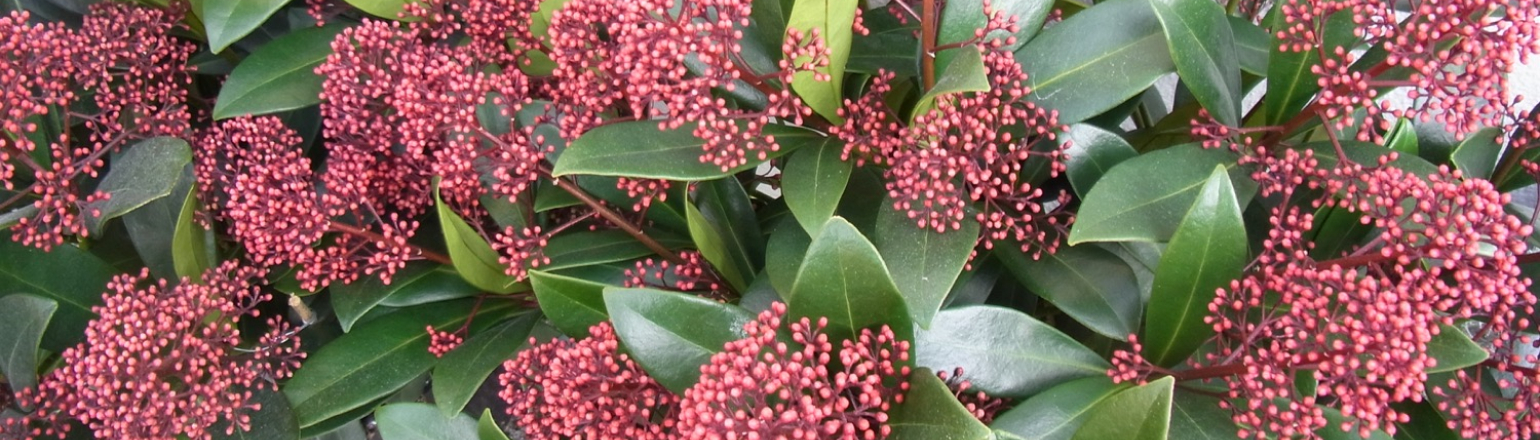 Skimmia Rot