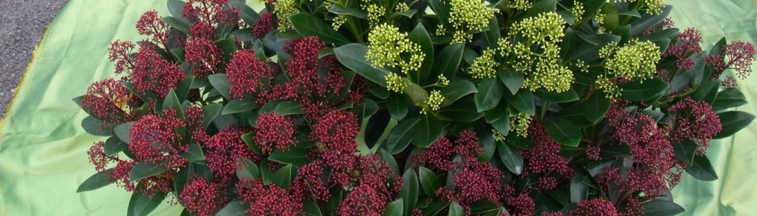 Skimmia Rot Und Weiss