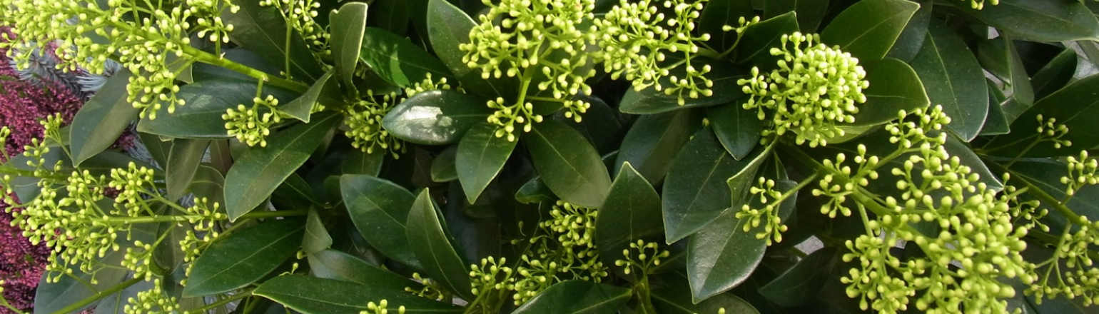Skimmia Weiss