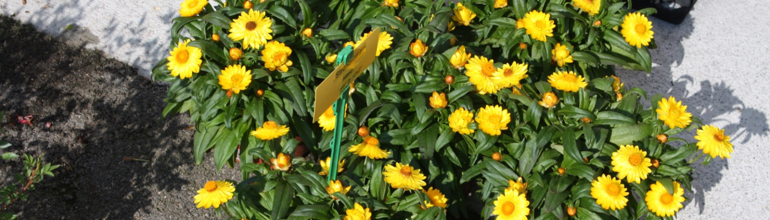 Strohblumen