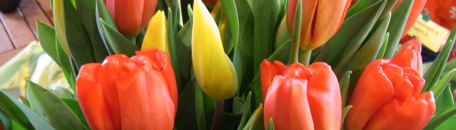 Tulpenstrauss