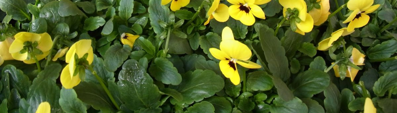 Viola Cornuta
